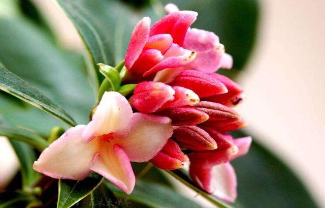 金边瑞香不开花？现在学会“虐一虐”，春节就能花满枝头