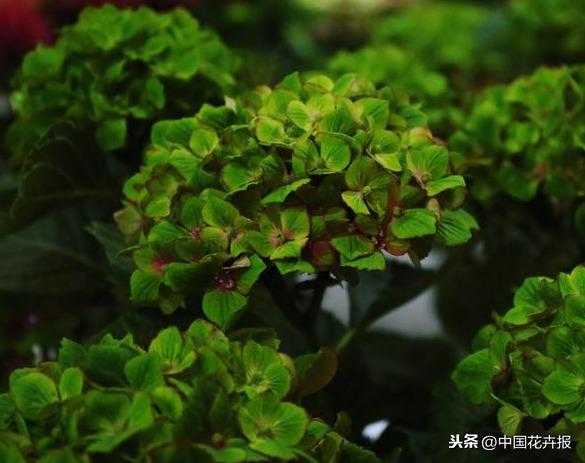 《千与千寻》里出镜率最高的这种花你认识吗？