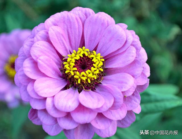 百日草也叫“步步高”，你知道为什么吗？
