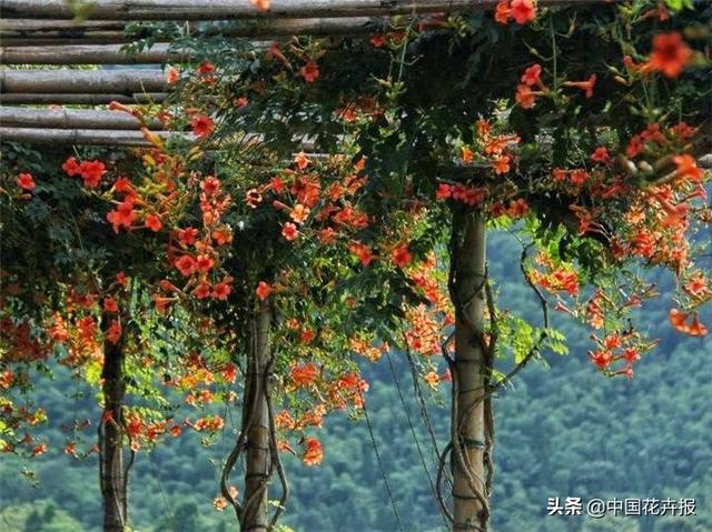 除了“三宝”，打造花园你还需要这些花花草草