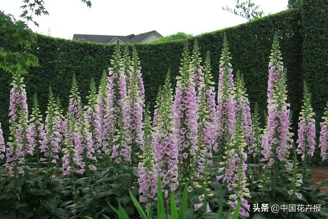 除了“三宝”，打造花园你还需要这些花花草草