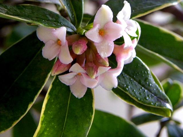 金边瑞香不开花？现在学会“虐一虐”，春节就能花满枝头