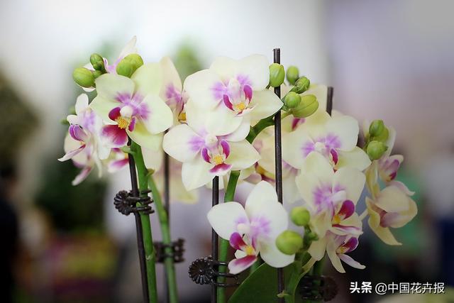 搬去热带雨林不现实，那就把雨林缸带回家吧