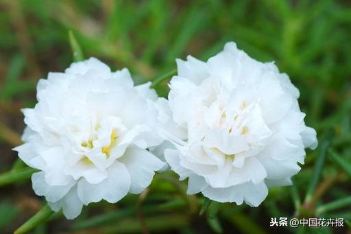 花如其名，生命力顽强到逆天的它就是“死不了”