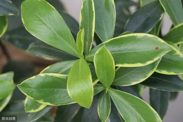 金边瑞香不开花？现在学会“虐一虐”，春节就能花满枝头