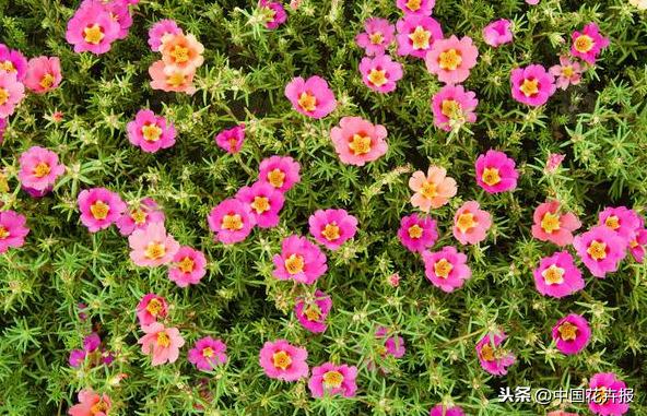 花如其名，生命力顽强到逆天的它就是“死不了”