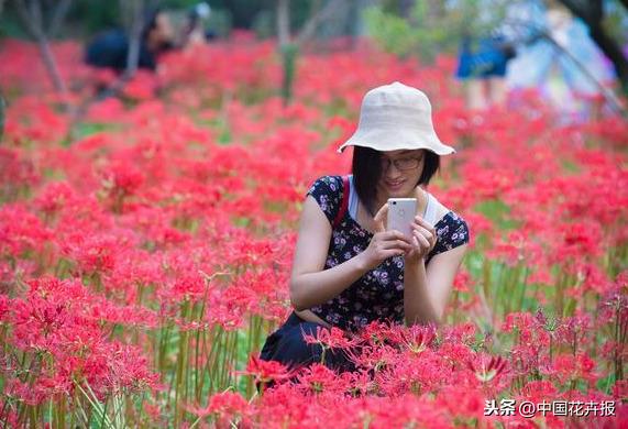“花开不见叶，叶生不见花”，原来说的就是石蒜啊