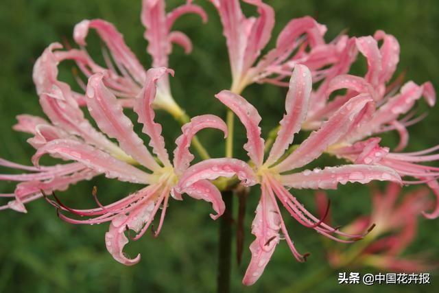 “花开不见叶，叶生不见花”，原来说的就是石蒜啊