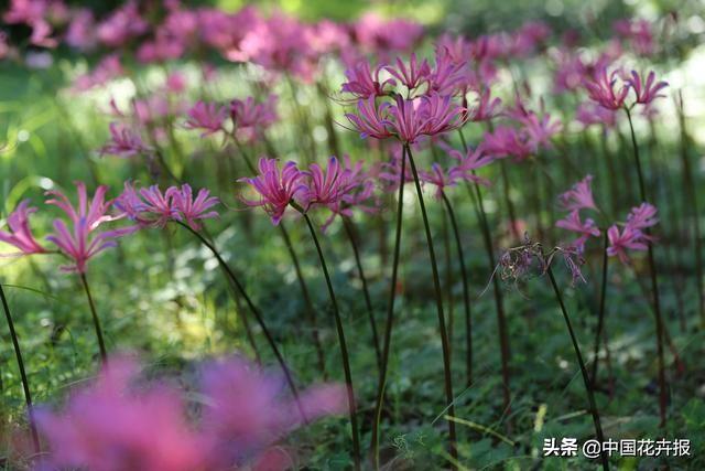 “花开不见叶，叶生不见花”，原来说的就是石蒜啊