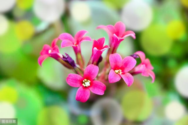 长寿花开花后，做好“4控”，花期长花色艳，轻松开满一整冬
