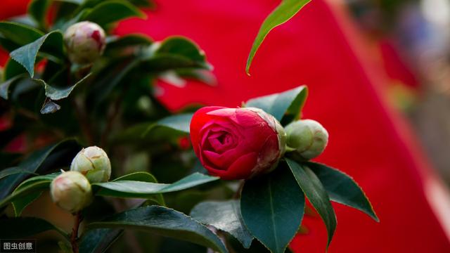 茶花花苞打不开？用上3个“土”方法，一夜绽放，满树花开