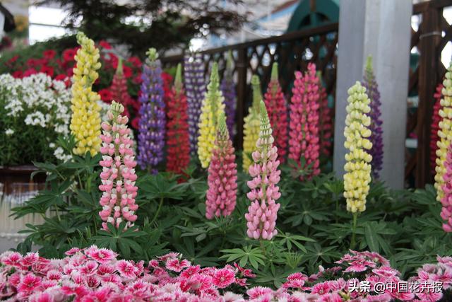除了“三宝”，打造花园你还需要这些花花草草