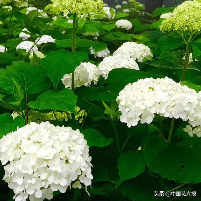 《千与千寻》里出镜率最高的这种花你认识吗？