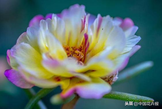 花如其名，生命力顽强到逆天的它就是“死不了”