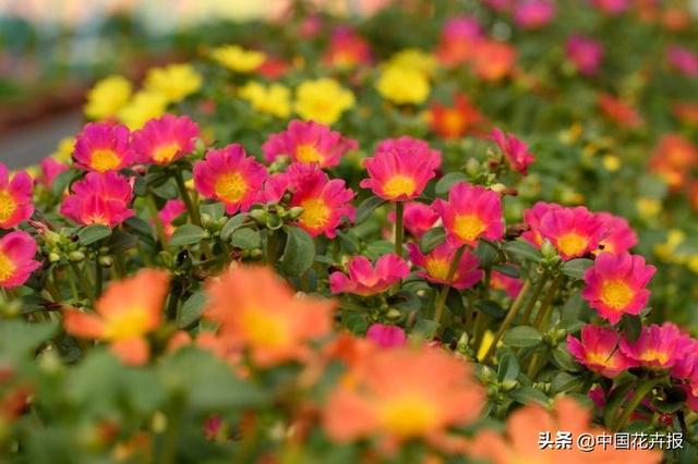 花如其名，生命力顽强到逆天的它就是“死不了”