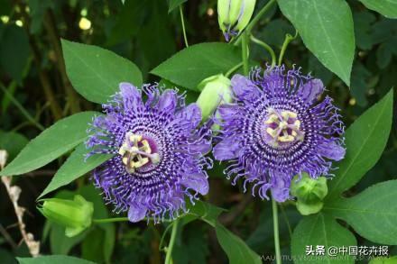 除了“三宝”，打造花园你还需要这些花花草草