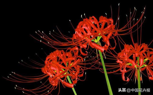 “花开不见叶，叶生不见花”，原来说的就是石蒜啊
