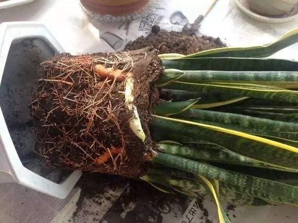 冬天养虎皮兰，3件事不要忽视，做好了叶子挺立，花纹美丽