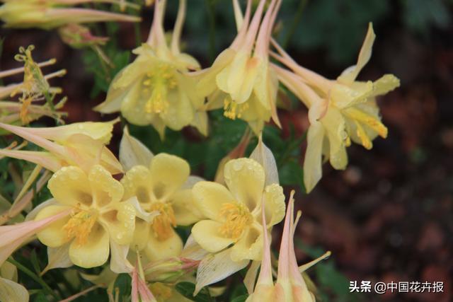 除了“三宝”，打造花园你还需要这些花花草草