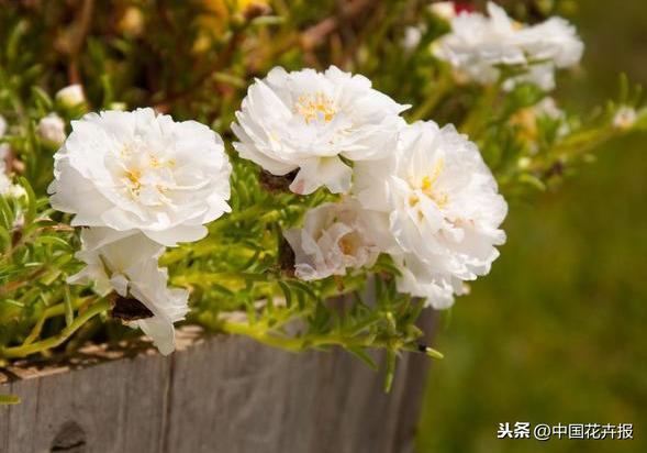 花如其名，生命力顽强到逆天的它就是“死不了”