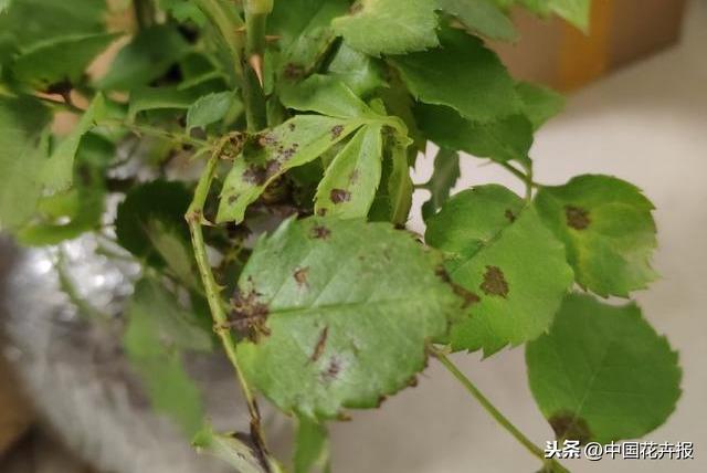 干货，请收藏！夏季月季病虫害防治小贴士