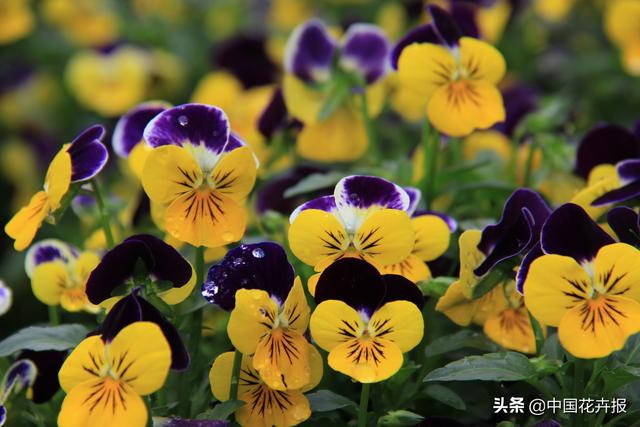 除了“三宝”，打造花园你还需要这些花花草草