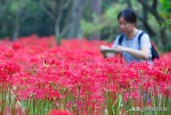 “花开不见叶，叶生不见花”，原来说的就是石蒜啊
