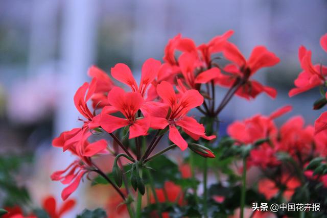 除了“三宝”，打造花园你还需要这些花花草草