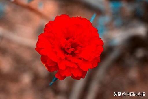 花如其名，生命力顽强到逆天的它就是“死不了”