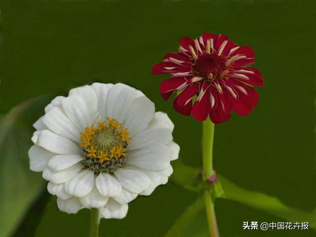 百日草也叫“步步高”，你知道为什么吗？