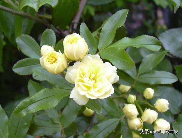 除了“三宝”，打造花园你还需要这些花花草草
