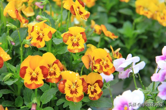 除了“三宝”，打造花园你还需要这些花花草草