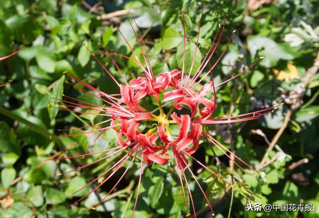 “花开不见叶，叶生不见花”，原来说的就是石蒜啊
