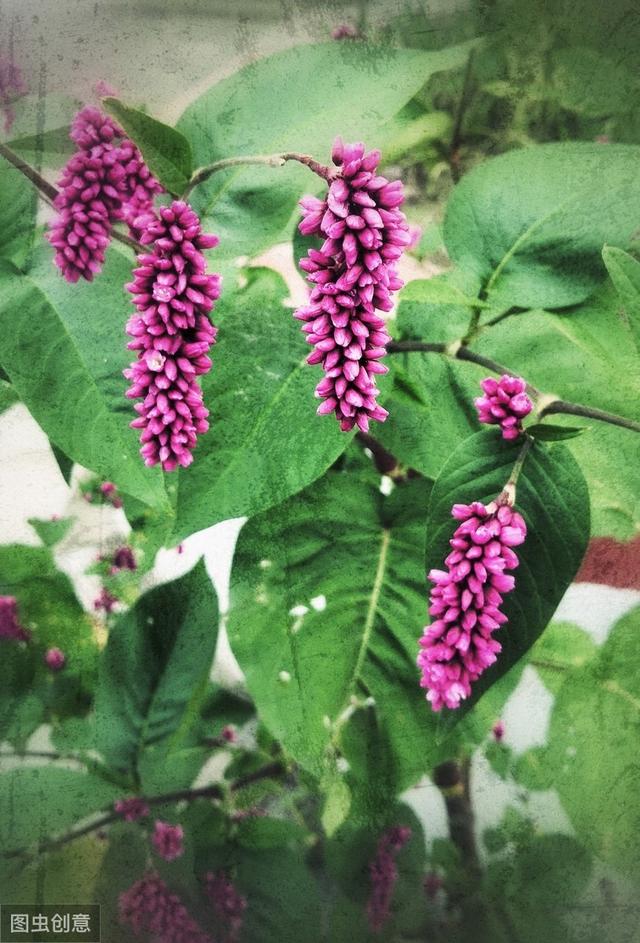 这种“狗尾巴花”农村很常见，种在院子里极美，遇见了不要错过