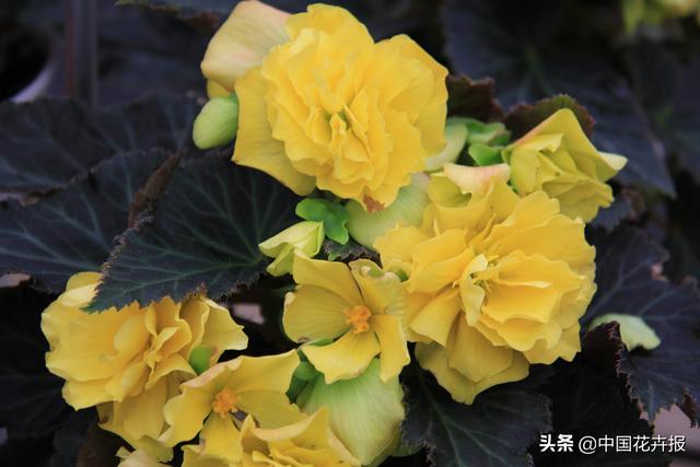 除了“三宝”，打造花园你还需要这些花花草草