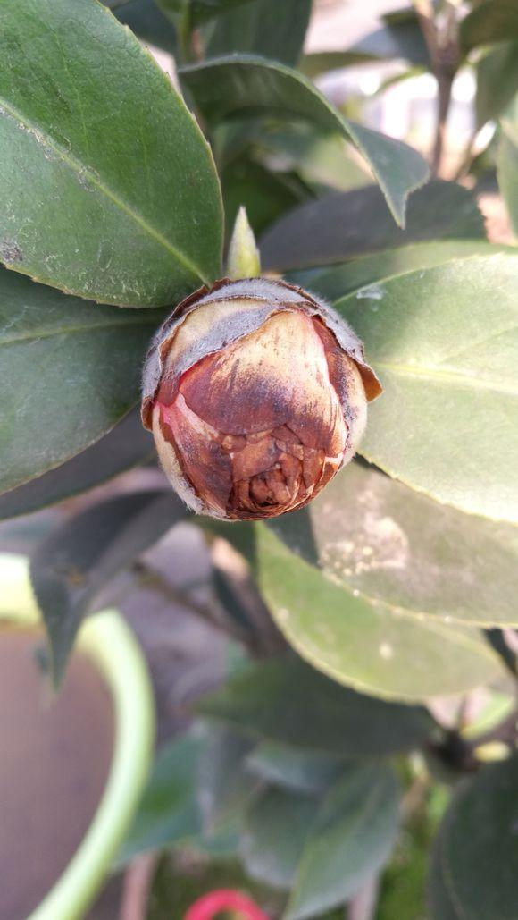 茶花花苞打不开？用上3个“土”方法，一夜绽放，满树花开