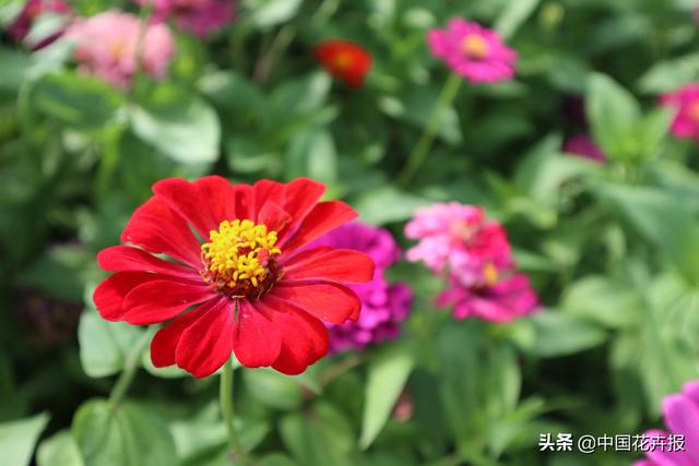 百日草也叫“步步高”，你知道为什么吗？
