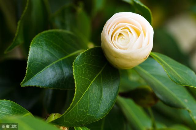 茶花花苞打不开？用上3个“土”方法，一夜绽放，满树花开