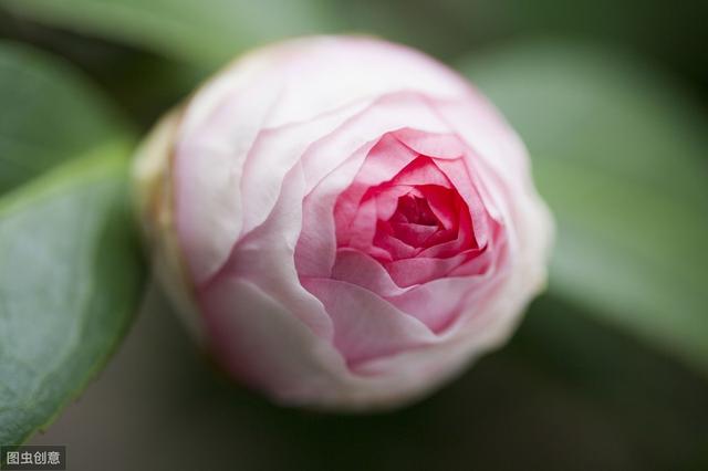 茶花花苞打不开？用上3个“土”方法，一夜绽放，满树花开