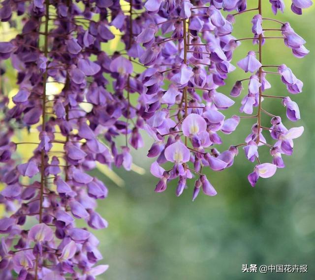 除了“三宝”，打造花园你还需要这些花花草草