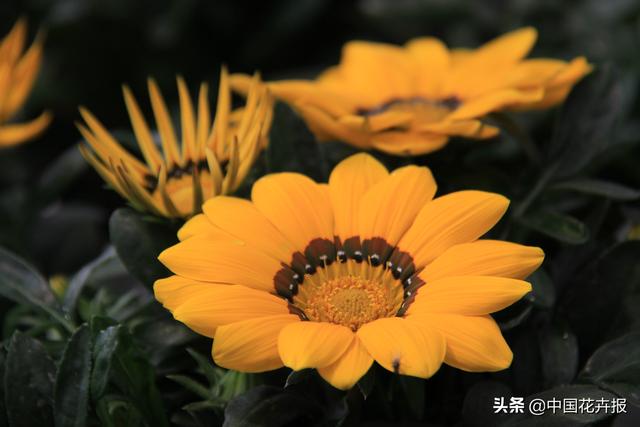 除了“三宝”，打造花园你还需要这些花花草草