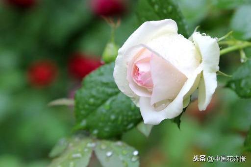 干货，请收藏！夏季月季病虫害防治小贴士