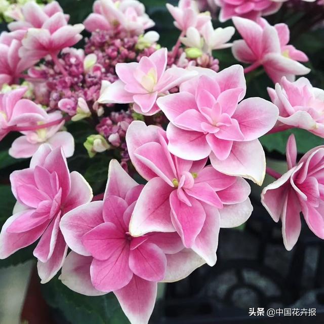 《千与千寻》里出镜率最高的这种花你认识吗？