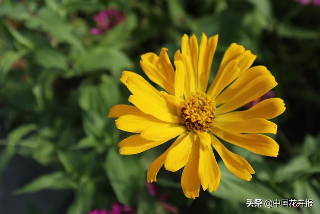 百日草也叫“步步高”，你知道为什么吗？