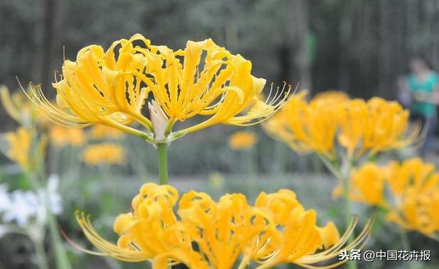 “花开不见叶，叶生不见花”，原来说的就是石蒜啊