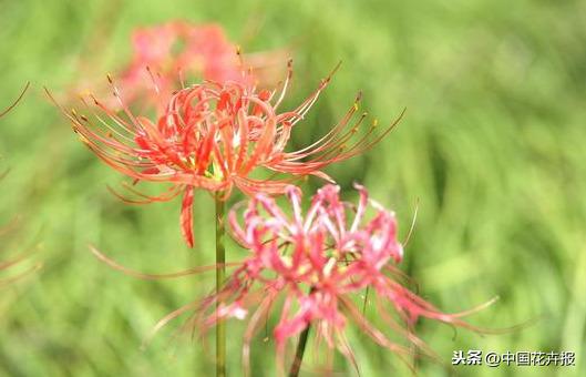 “花开不见叶，叶生不见花”，原来说的就是石蒜啊