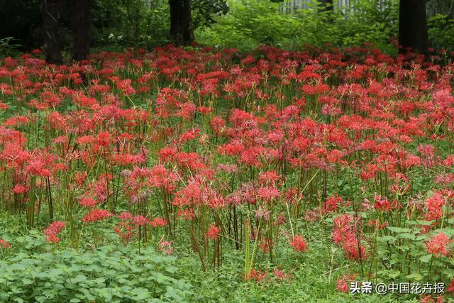 “花开不见叶，叶生不见花”，原来说的就是石蒜啊