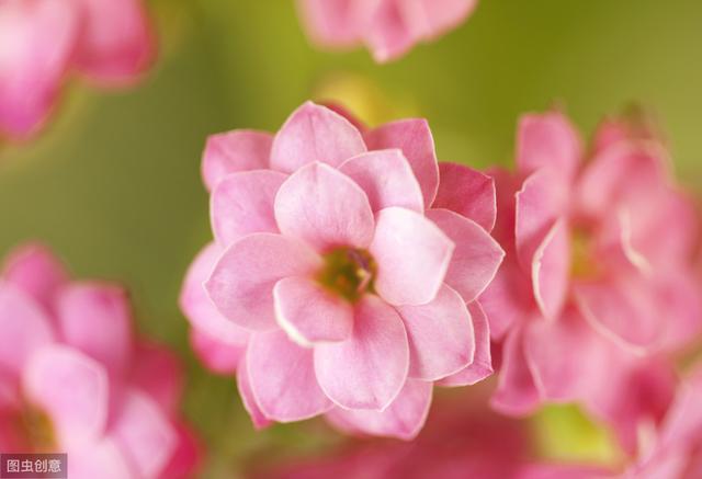 长寿花开花后，做好“4控”，花期长花色艳，轻松开满一整冬