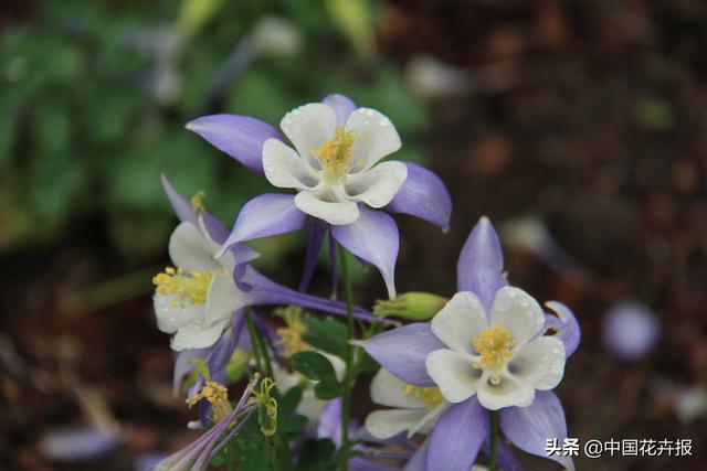 除了“三宝”，打造花园你还需要这些花花草草