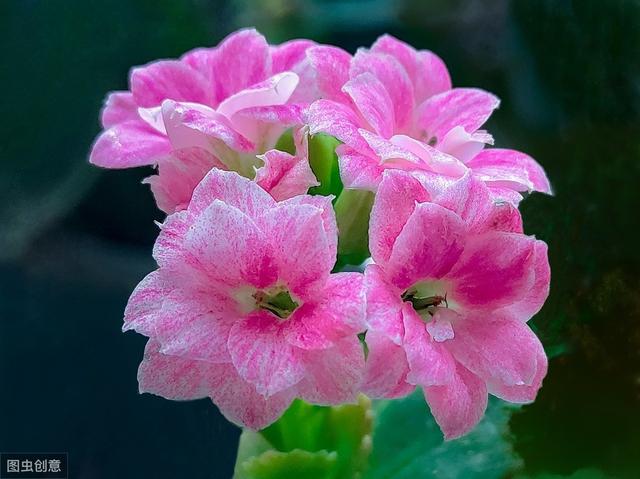长寿花开花后，做好“4控”，花期长花色艳，轻松开满一整冬